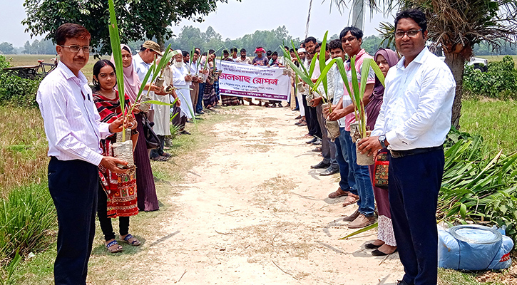 বজ্রপাত রোধে নাটোরে ২৮০০ তালগাছের চারা রোপণ